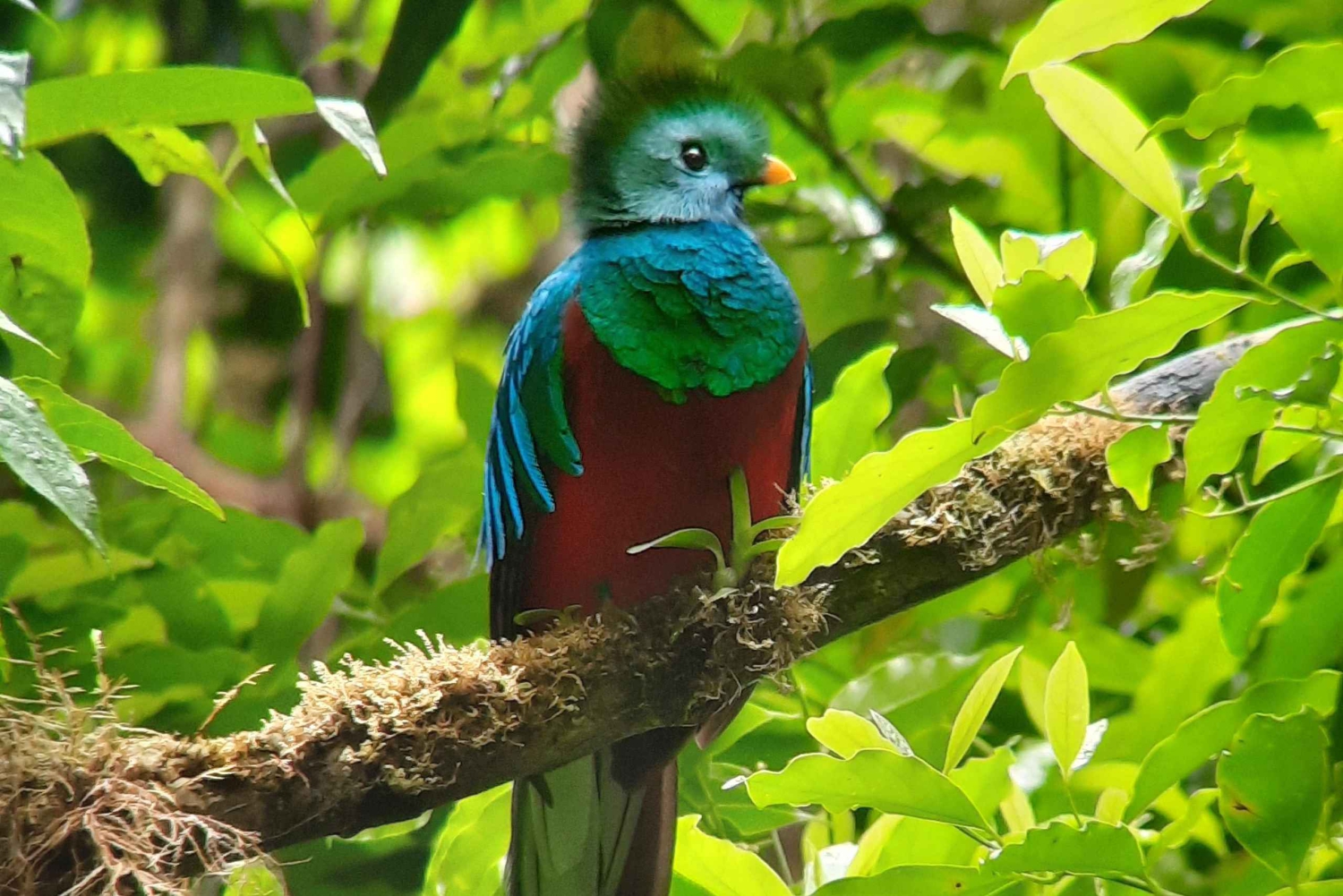 Touren durch das Nebelwaldreservat Monteverde