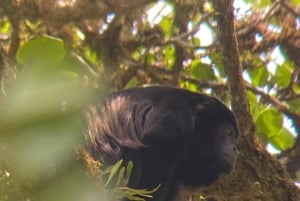 Monteverde cloud forest preserve tours