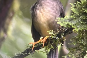 Monteverde cloud forest preserve tours