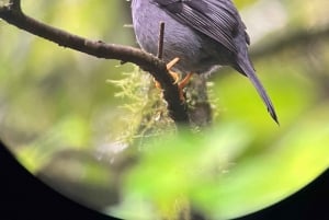 Monteverde cloud forest preserve tours