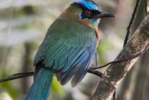 Visite de la forêt tropicale de Monteverde