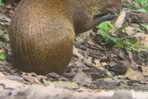 Visite de la forêt tropicale de Monteverde
