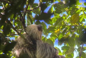 Visite de la forêt tropicale de Monteverde