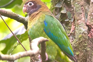 Touren durch das Nebelwaldreservat Monteverde