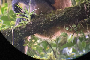 Touren durch das Nebelwaldreservat Monteverde