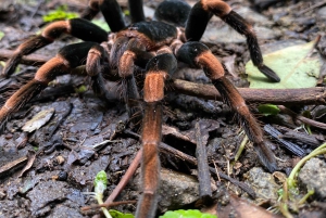 Touren durch das Nebelwaldreservat Monteverde