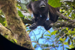 Touren durch das Nebelwaldreservat Monteverde