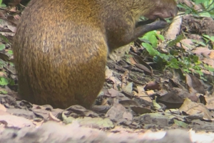 Touren durch das Nebelwaldreservat Monteverde