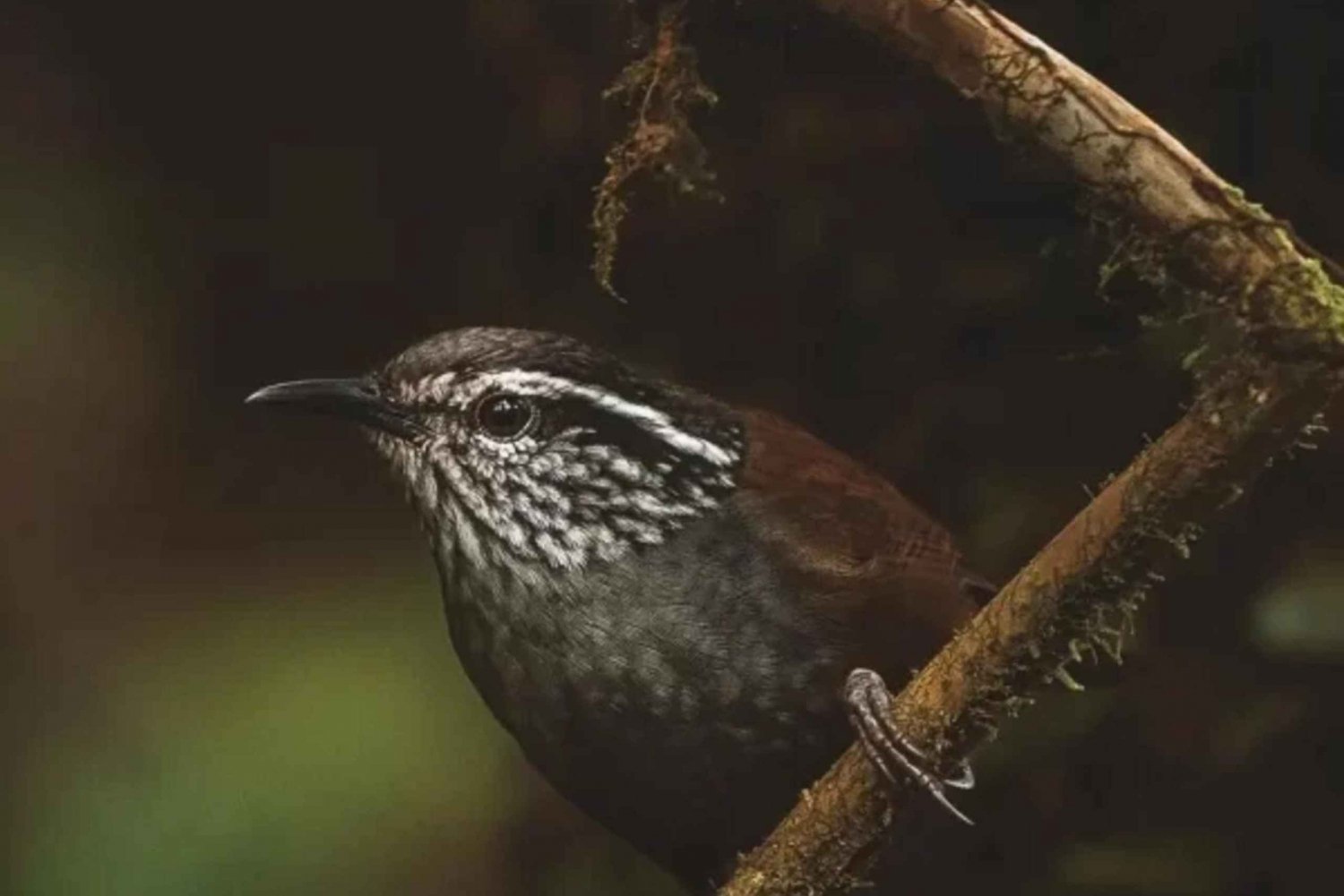 Monteverde: Cloud Forest Reserve Guided Hike