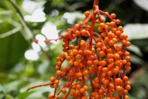 Monteverde: Cloud Forest Reserve Guided Hike