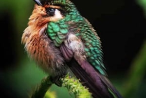 Monteverde: Cloud Forest Reserve Guided Hike