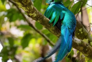 Monteverde: Wędrówka z przewodnikiem po rezerwacie Cloud Forest