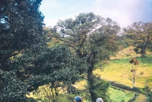 Monteverde: Wędrówka z przewodnikiem po rezerwacie Cloud Forest