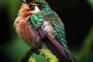 Monteverde: Wędrówka z przewodnikiem po rezerwacie Cloud Forest