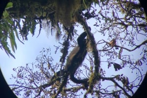 Monteverde: Cloud Forest Guided Walk