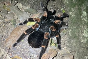 Monteverde: Cloud Forest Guided Walk