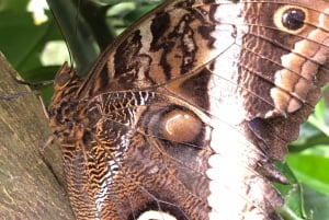 Monteverde: Cloud Forest Guided Walk