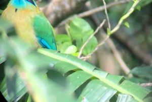 Monteverde: Cloud Forest Guided Walk