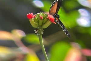 Monteverde Cloud Forest Reserve Tour
