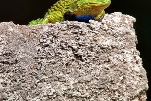 Monteverde Cloud Forest Reserve Tour