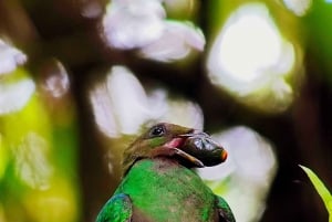 Monteverde Cloud Forest Reserve Tour