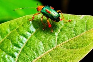 Monteverde Cloud Forest Reserve Tour