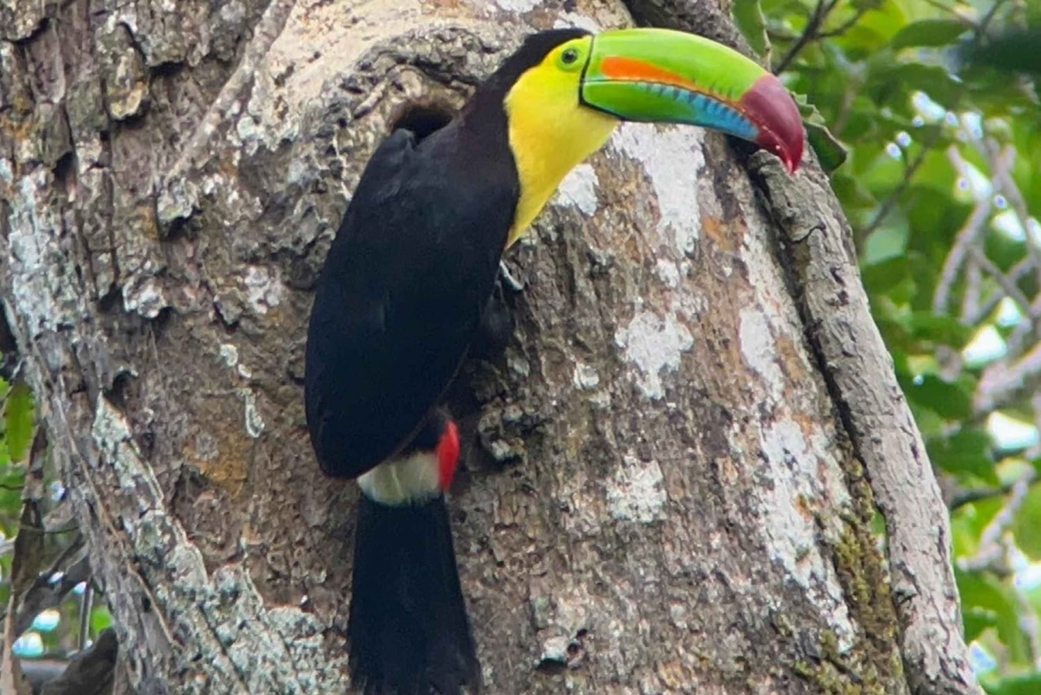 Monteverde: Skyskogturen med en lokal guide