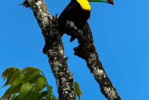 Monteverde: Skyskogturen med en lokal guide