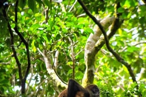 Monteverde: Skyskogturen med en lokal guide