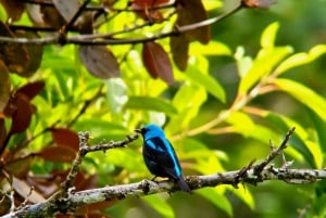 Monteverde: Skyskogturen med en lokal guide
