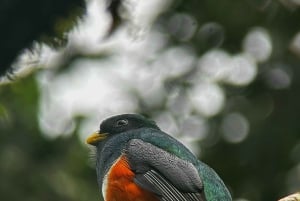 Monteverde: Skyskogturen med en lokal guide