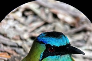 Monteverde: Skyskogturen med en lokal guide