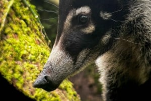 Monteverde: Skyskogturen med en lokal guide