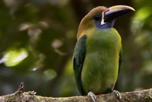 Monteverde: Skyskogturen med en lokal guide