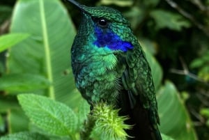Monteverde: Skyskogturen med en lokal guide