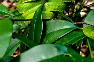 Monteverde: Skyskogturen med en lokal guide