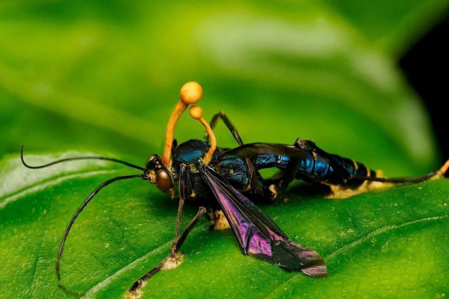 Monteverde: wycieczka z przewodnikiem po lesie mglistym + zdjęcia
