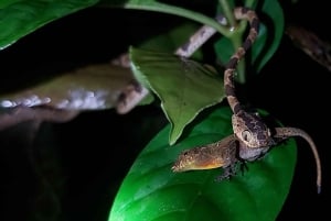 Monteverde: wycieczka z przewodnikiem po lesie mglistym + zdjęcia