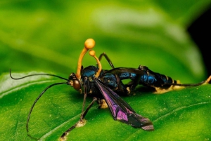 Monteverde: Guidad tur i molnskogen med foton