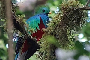 Monteverde: Guidad tur i molnskogen med foton