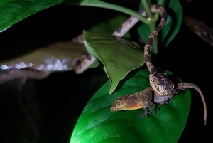 Monteverde: Guidad tur i molnskogen med foton