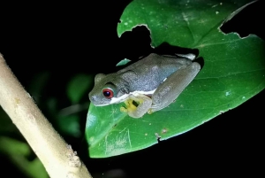 Monteverde: Guidad tur i molnskogen med foton