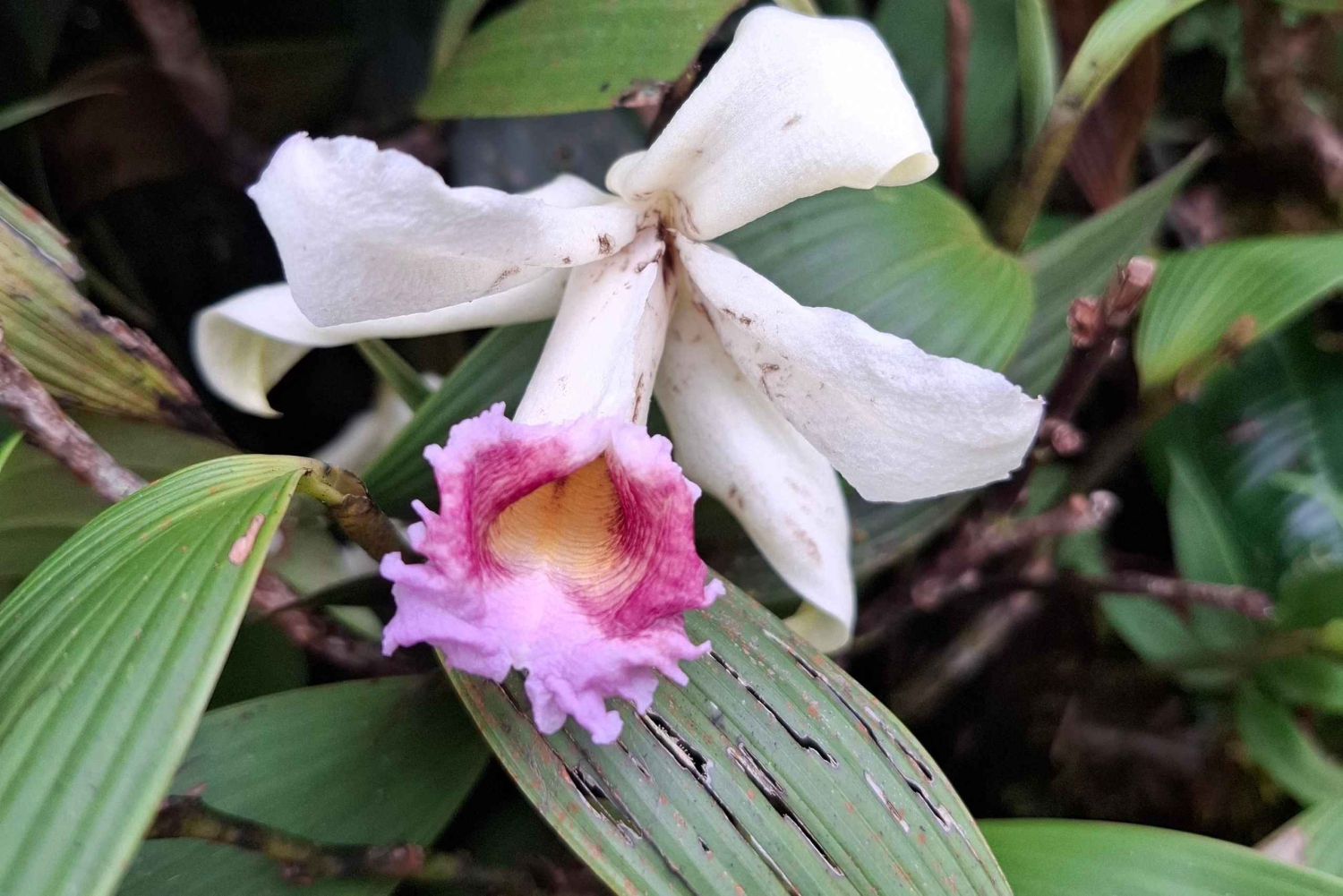 モンテベルデ雲霧林ツアー