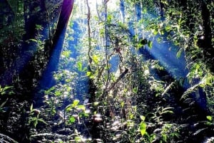 Monteverde: Cloud Forest Tour