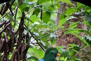 Monteverde: Cloud Forest Tour