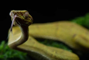 モンテベルデ雲霧林ツアー