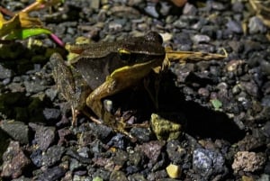 Monteverde: Coffee and Chocolate Tour with Night Hike