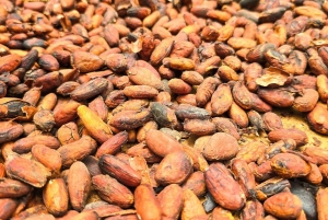 Монтеверде: тур «Кофе, шоколад и сахарный тростник»