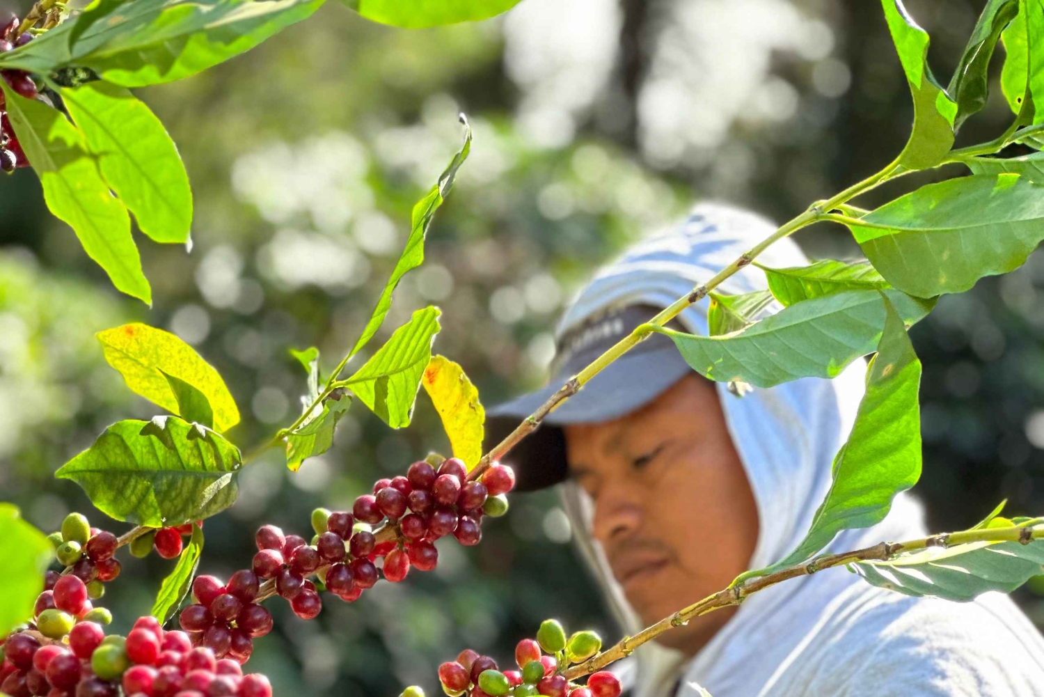 Monteverde: Zwiedzanie farmy i palarni kawy z degustacją
