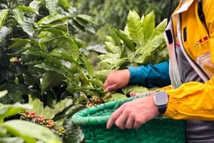 Monteverde: Visita a la finca y tostadero de café con degustación